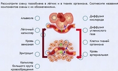 Интерактивные курсы. Биология 9 класс. Расширенный. - fgospostavki.ru - Чита