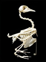 Скелет голубя - fgospostavki.ru - Чита