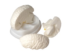 Модель мозга в разрезе - fgospostavki.ru - Чита