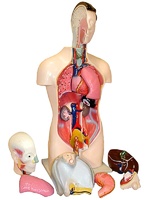 Торс человека разборный (42 см.) - fgospostavki.ru - Чита