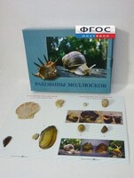 Коллекция "Раковины моллюсков" - fgospostavki.ru - Чита