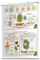Плакаты по природоведению 2-3 классы. Для оформления кабинета. - fgospostavki.ru - Чита
