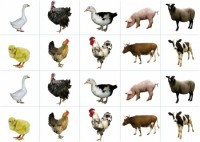 Комплект карточек "Запоминай, играй, считай" - Домашние животные - fgospostavki.ru - Чита