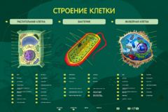 Электрифицированный стенд "Строение клетки" с маркерными полями - fgospostavki.ru - Чита