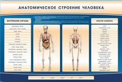Электрифицированный стенд-тренажер c макетом скелета "Анатомическое строение человека" - fgospostavki.ru - Чита