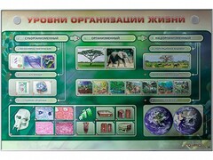 Электрифицированный стенд "Уровни организации жизни" - fgospostavki.ru - Чита