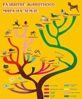 Стенд "Развитие животного мира на земле" - fgospostavki.ru - Чита