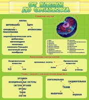 Стенд "От клетки до организма" - fgospostavki.ru - Чита