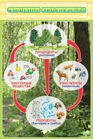 Стенд "Строение экосистемы" - fgospostavki.ru - Чита