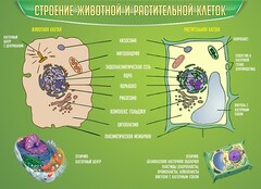 Стенд "Строение животной и растительной клеток" - fgospostavki.ru - Чита