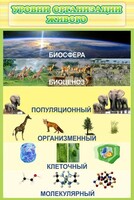 Стенд "Уровни организации живого" - fgospostavki.ru - Чита