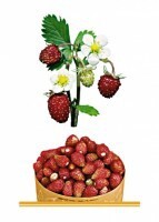 Комплект карточек "Запоминай, играй, считай" - Ягоды - fgospostavki.ru - Чита