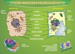  Биология - fgospostavki.ru - Чита