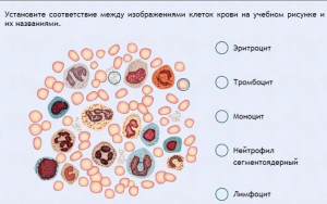 Интерактивные курсы. Биология 11 класс. Расширенный. - fgospostavki.ru - Чита