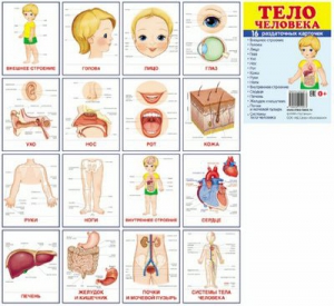 Раздаточные карточки "Тело человека" - fgospostavki.ru - Чита