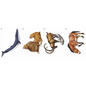 Модель-аппликация Многообразие хордовых. Млекопитающие - fgospostavki.ru - Чита