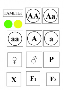 Модель-аппликация Моногибридное скрещивание и  его цитологические основы - fgospostavki.ru - Чита
