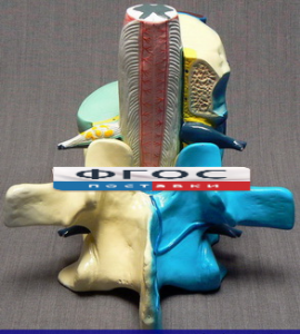 Модель "Части позвоночника человека" - fgospostavki.ru - Чита