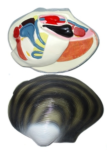 Модель "Беззубка" (двустворчатый моллюск) - fgospostavki.ru - Чита