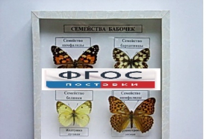 Коллекция "Семейство бабочек" - fgospostavki.ru - Чита