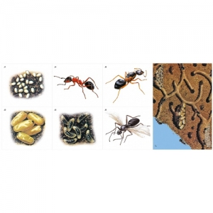 Модель-аппликация Муравьи. Устройство муравейника - fgospostavki.ru - Чита