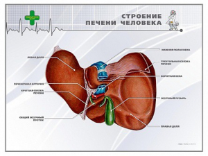 Стенд "Строение печени человека" - fgospostavki.ru - Чита