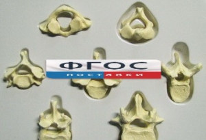 Модель "Позвонки" (из 7 штук) - fgospostavki.ru - Чита