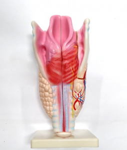 Модель "Гортань" - fgospostavki.ru - Чита