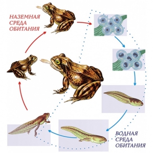 Модель-аппликация Цикл развития лягушки - fgospostavki.ru - Чита