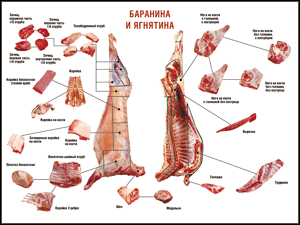 Таблица "Правила разделки мясных туш. Баранина и ягнятина" (100х140 сантиметров, винил) - fgospostavki.ru - Чита