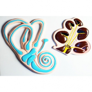 Модель барельефная "Ухо человека". Вариант 2 - fgospostavki.ru - Чита