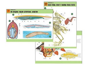 Комплект таблиц по биологии демонстрационных "Зоология 2" (16 таблиц, формат А1, ламинированные) - fgospostavki.ru - Чита