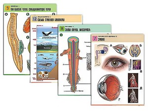 Комплект таблиц по всему курсу биологии (120 штук, формат А1, полноцветные, ламинированные) - fgospostavki.ru - Чита