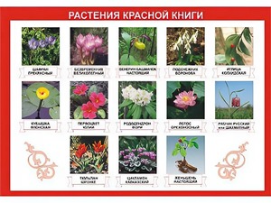 Таблица демонстрационная "Растения Красной книги" (винил 100*140) - fgospostavki.ru - Чита