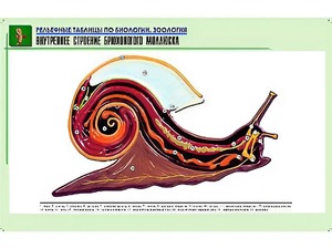 Рельефная таблица "Внутреннее строение брюхоногого моллюска" (формат А1, матовое ламинирование) - fgospostavki.ru - Чита