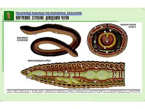 Рельефная таблица "Внутреннее строение дождевого червя" (формат А1, матовое ламинирование) - fgospostavki.ru - Чита