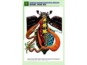 Рельефная таблица "Внутреннее строение жука" (формат А1, матовое ламинирование) - fgospostavki.ru - Чита