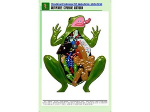 Рельефная таблица "Внутреннее строение лягушки" (формат А1, матовое ламинирование) - fgospostavki.ru - Чита