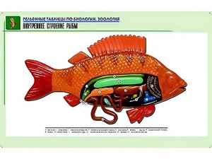 Рельефная таблица "Внутреннее строение рыбы" (формат А1, матовое ламинирование) - fgospostavki.ru - Чита