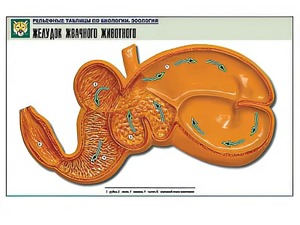 Рельефная таблица "Желудок жвачного животного" (формат А1, матовое ламинирование) - fgospostavki.ru - Чита