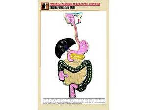 Рельефная таблица "Пищеварительный тракт" (формат А1, матовое ламинирование) - fgospostavki.ru - Чита