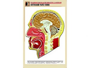 Рельефная таблица "Сагиттальный разрез головы" (формат А1, матовое ламинирование) - fgospostavki.ru - Чита