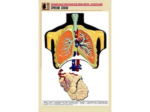 Рельефная таблица "Строение легких" (формат А1, матовое ламинирование) - fgospostavki.ru - Чита