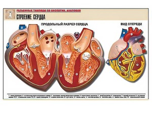 Рельефная таблица "Строение сердца" (формат А1, матовое ламинирование) - fgospostavki.ru - Чита