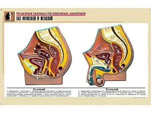 Рельефная таблица "Таз мужской и женский" (формат А1, матовое ламинирование) - fgospostavki.ru - Чита