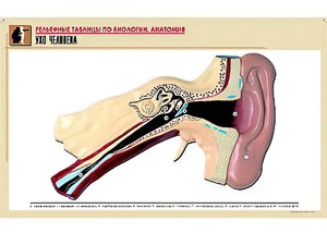Рельефная таблица "Ухо человека" (формат А1, матовое ламинирование) - fgospostavki.ru - Чита
