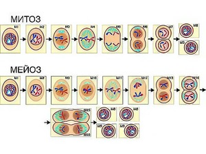 Модель-аппликация "Деление клетки. Митоз и мейоз" (ламинированная) - fgospostavki.ru - Чита