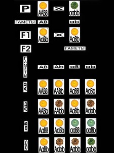 Модель-аппликация "Дигибридное скрещивание" (ламинированная) - fgospostavki.ru - Чита