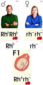 Модель-аппликация "Наследование резус-фактора" (ламинированная) - fgospostavki.ru - Чита