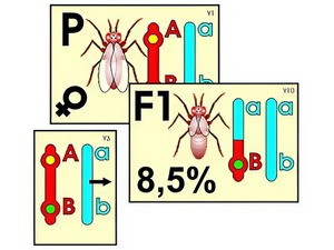 Модель-аппликация "Перекрест хромосом" (ламинированная) - fgospostavki.ru - Чита